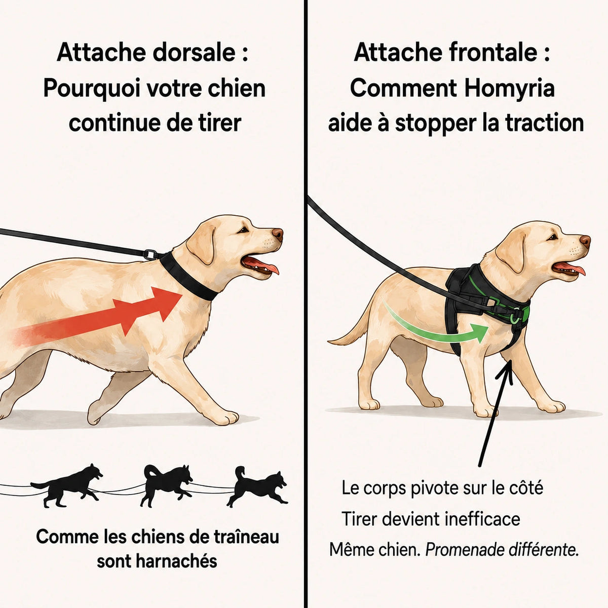 Harnais anti-traction pour chien Homyria Homyria