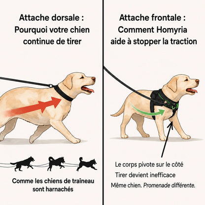 Harnais anti-traction pour chien Homyria Homyria