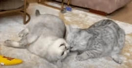 Khaleesi & Snow Belle