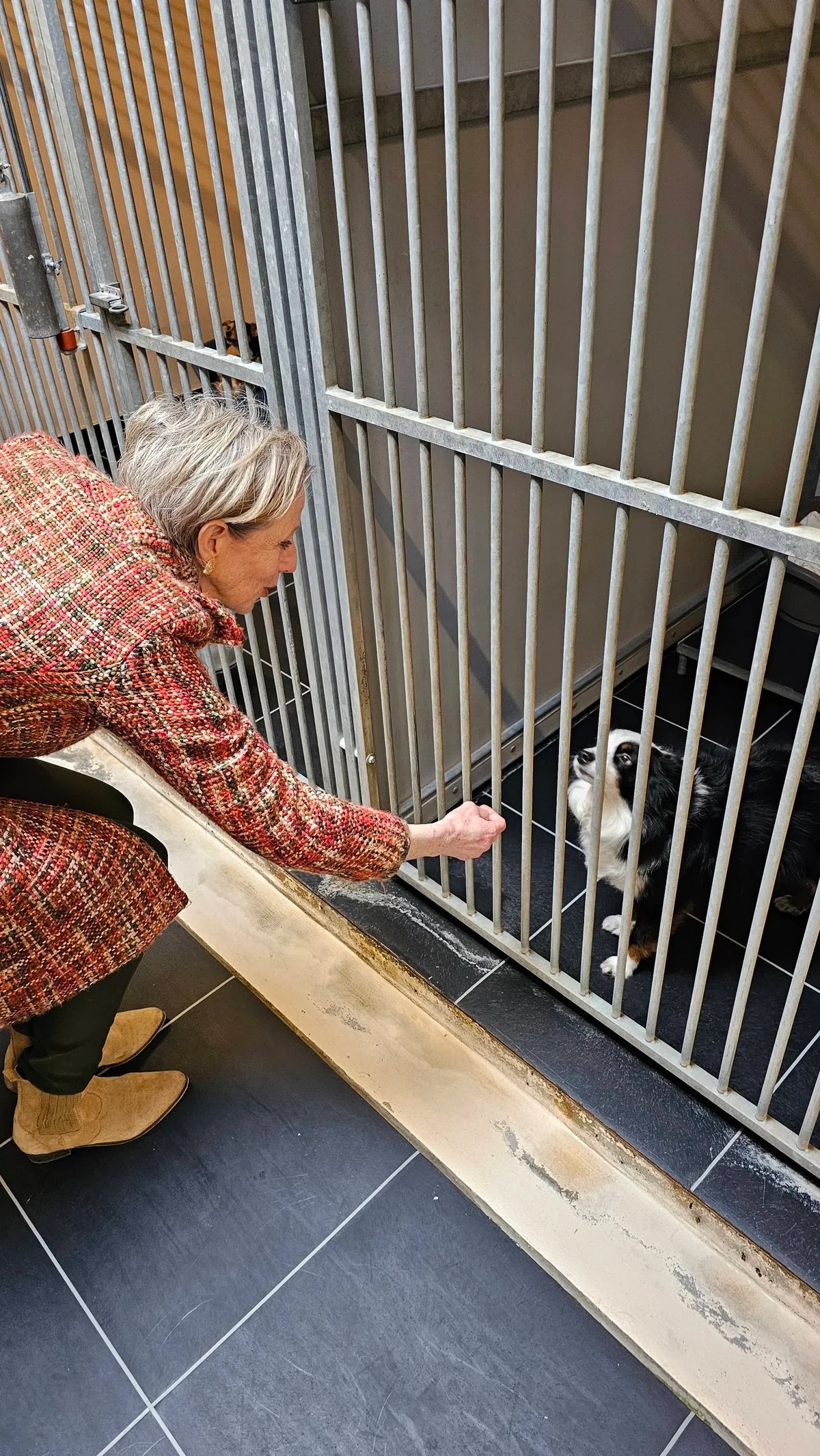 Soutenir les refuges pour chiens